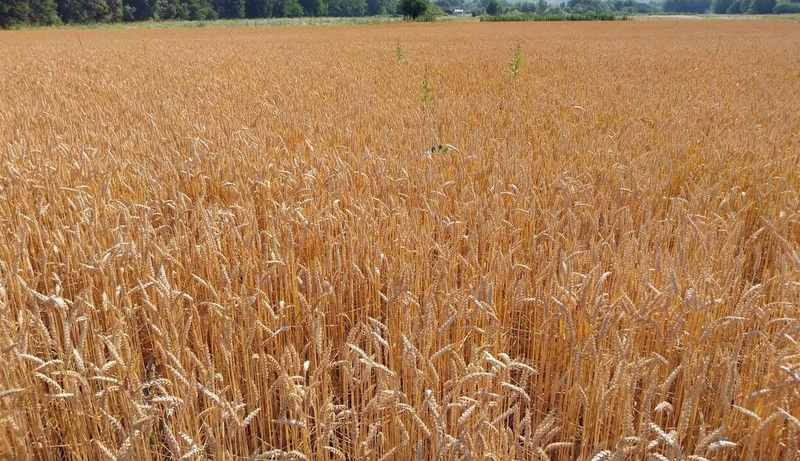 Završena jesenja sjetva u RS, rod 2026. predviđen na 358.000 tona