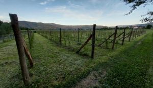 Srebrenica dodjeljuje sadnice maline