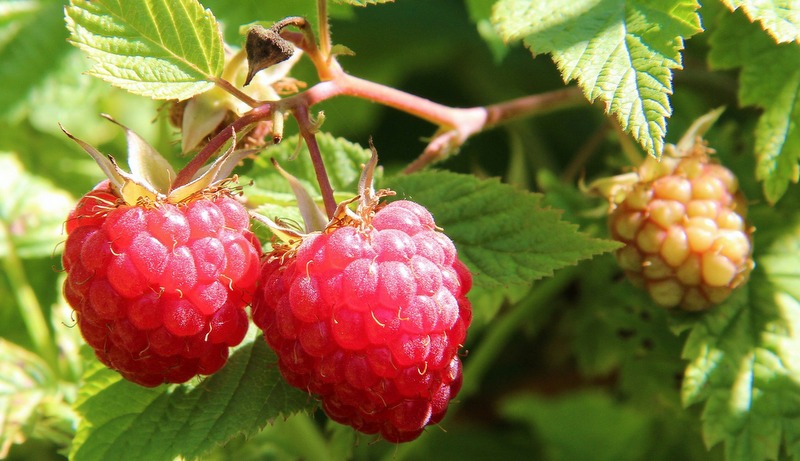 Javni poziv za nagradu najuspješnijih proizvođača maline