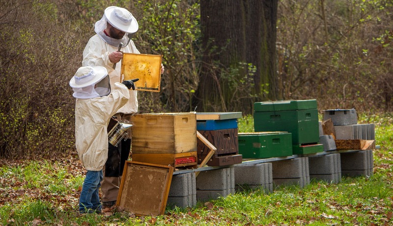Proizvodnja meda u opasnosti
