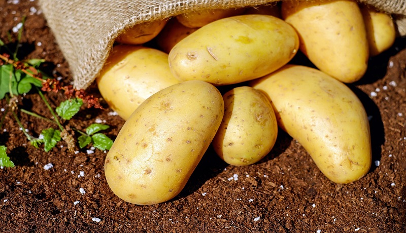 Zabranjen uvoz sjemenskog krompira iz Holandije