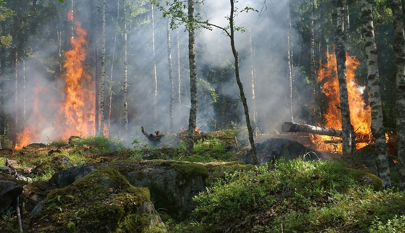 Rezultat ljudskog nemara – šumski požari