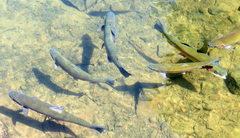 Studeni Jadar poribljena sa 562 kg potočne pastrmke